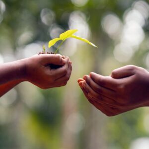 hands, soil, plant, environment, growth, nature, dirt, agriculture, tree, care, seedling, protection, seed, cultivated, sapling, gardening, hope, idea, concept, humans, people, share, help, giving, passing, seedling, share, share, giving, giving, giving, giving, giving