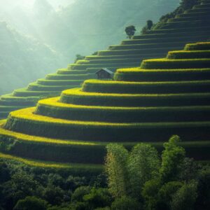 Lush green terraced rice fields with a rustic hut under soft sunlight.